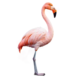 Majestic Flamingo Standing Tall PNG 69 PNG
