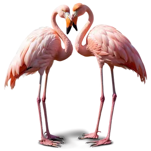 Majestic Flamingo Standing Tall Png Kwt47 PNG image