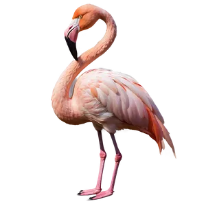 Majestic Flamingo Standing Tall Png Xyg PNG image