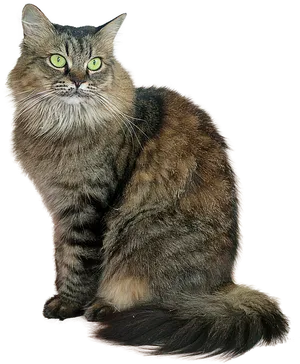 Majestic Fluffy Cat PNG image