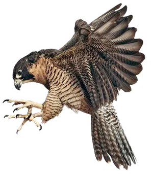 Majestic Flying Falcon PNG image