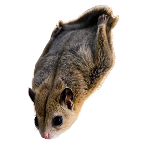 Majestic Flying Squirrel PNG 97