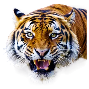 Majestic Fury Tiger PNG 06252024 PNG