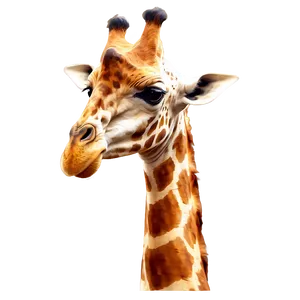 Majestic Giraffe Head Png Crn PNG image