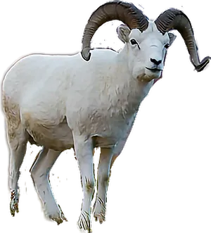 Majestic Goatwith Curled Horns PNG