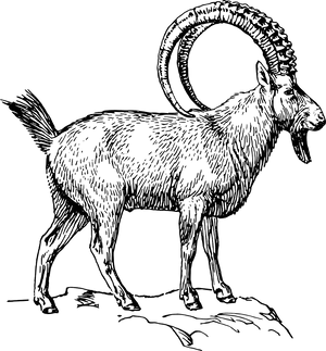 Majestic Goatwith Curved Horns PNG