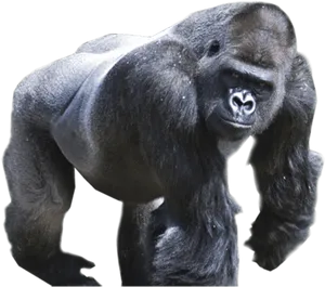 Majestic Gorilla Stance PNG image