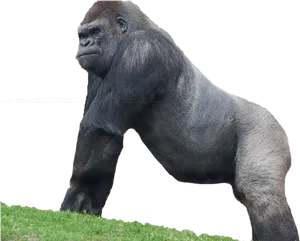 Majestic Gorilla Standing PNG image