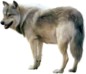 Majestic Gray Wolf