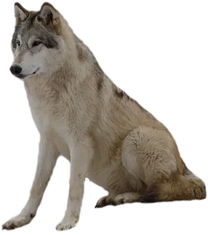 Majestic Grey Wolf Sitting PNG image