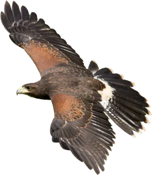 Majestic Hawk In Flight.png PNG image