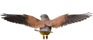 Majestic Hawk In Flight PNG image