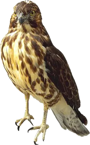 Majestic Hawk Standing PNG image