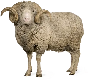 Majestic Horned Sheep Standing PNG image