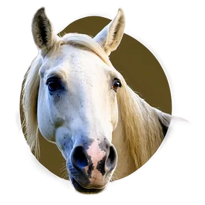 Majestic Horse Head Png 16 PNG image