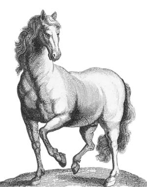 Majestic Horse Sketch Artwork PNG image