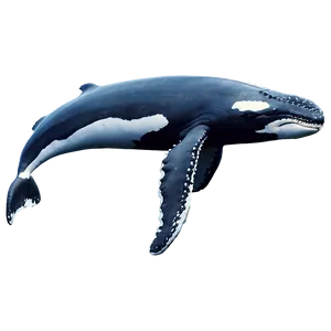 Majestic Humpback Whale Png 06212024 PNG image