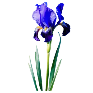 Majestic Iris Spring PNG Gdq30 PNG