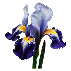 Majestic Iris Spring PNG Nqt90 PNG