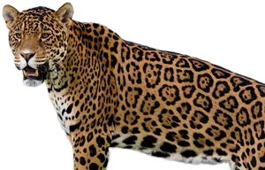 Majestic Jaguar Standing Transparent Background