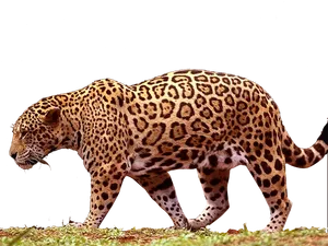 Majestic Jaguar Walking