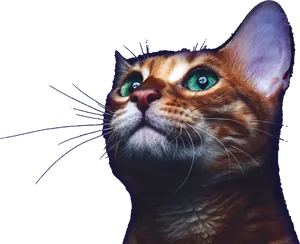 Majestic Kitten Gazing Upward.png PNG image