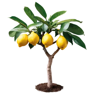 Majestic Lemon Tree PNG Bfu70
