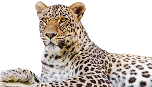 Majestic Leopard Portrait PNG image