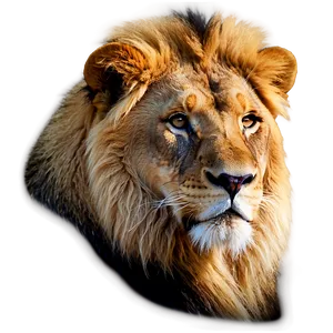 Majestic Lion Glance PNG 96