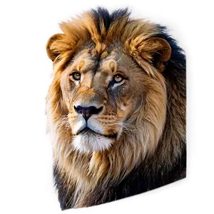 Majestic Lion Glance PNG Gks61 PNG