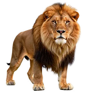 Majestic Lion Glance Png Hwn PNG image