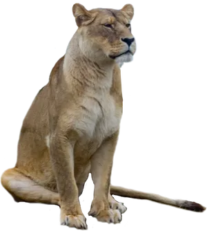 Majestic Lioness Sitting P N G PNG image