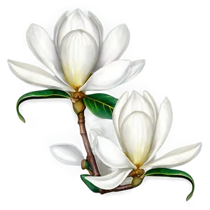 Majestic Magnolia Flower PNG 19