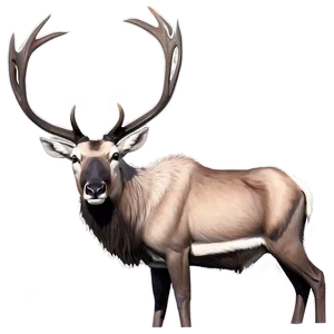 Majestic Male Caribou Png 06292024 PNG image