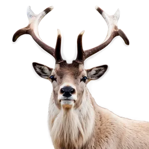 Majestic Male Caribou Png Jve PNG image