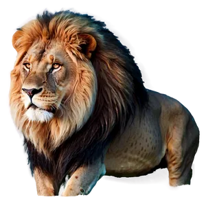 Majestic Male Lion Mane PNG 9