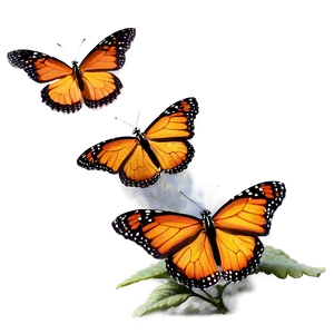 Majestic Monarch Butterflies PNG 97 PNG