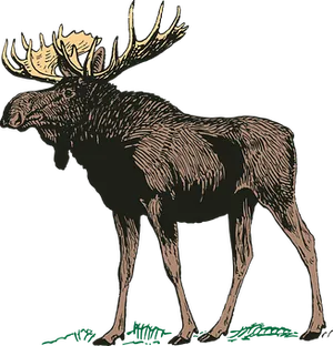 Majestic Moose Illustration PNG