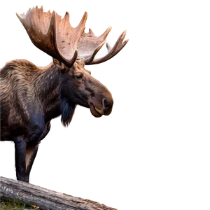 Majestic Moose In Maine Png Qpe25 PNG image