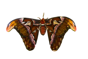 Majestic_ Moth_ Against_ Black_ Background.jpg
