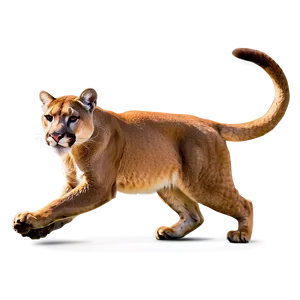 Majestic Mountain Lion PNG Ffe