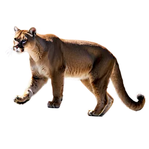 Majestic Mountain Lion Png Fiv76 PNG image