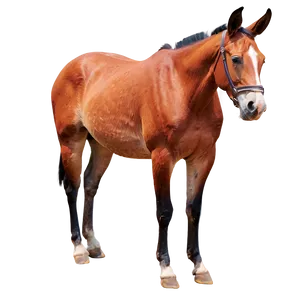 Majestic Mule Stance PNG Nys