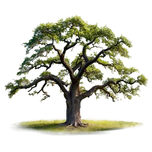 Majestic Oak Trees PNG 37