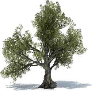Majestic Olive Tree Isolated PNG image