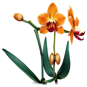 Majestic Orange Orchid PNG 06122024 PNG