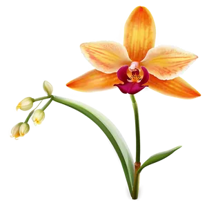 Majestic Orange Orchid Png Axb48 PNG image