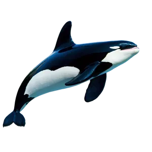 Majestic Orca PNG 05242024