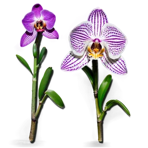 Majestic Orchid PNG Fri PNG