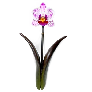 Majestic Orchid PNG Qdr PNG